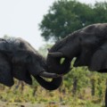 zimbabwe elephant 2