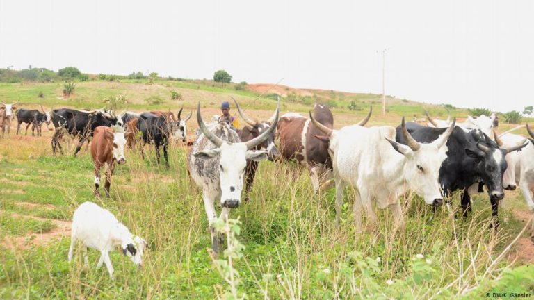 South-East Unavailable, Too Tiny For Ranching – Intersociety Cautions Governors